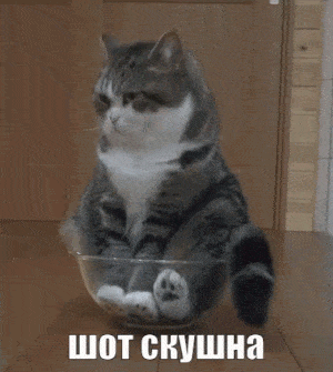 Скучно Скукота Кот Сижу Сидеть Сонный
