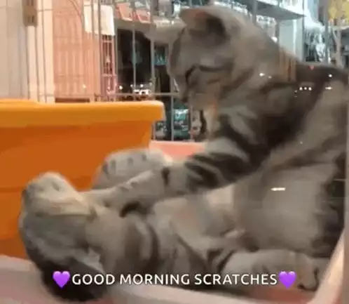 Adorable Cats: Good Morning Scratches