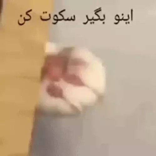 گربه باج می‌گیرد