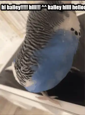 Hi Bailey! Cute Budgie Says Hello