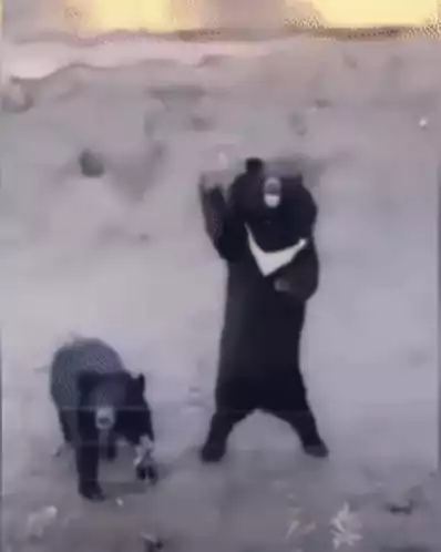Two Bears Waving Hello