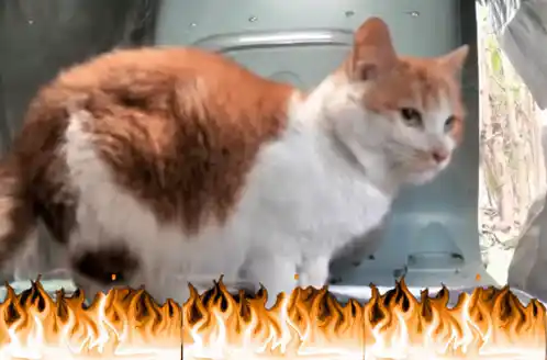 Beast Hello Street Cat with Fire