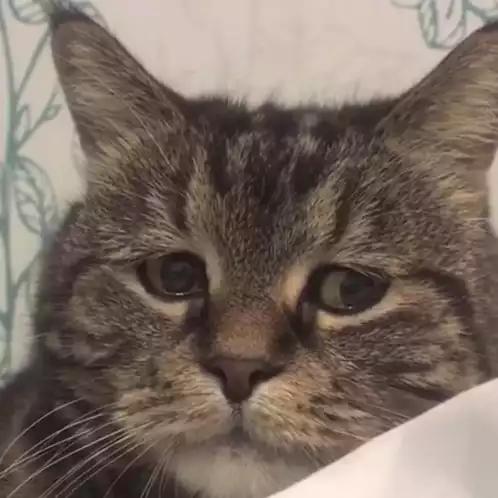 Sad Cat's Expression Change