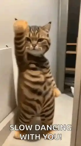 Cat Dance Slow Dance