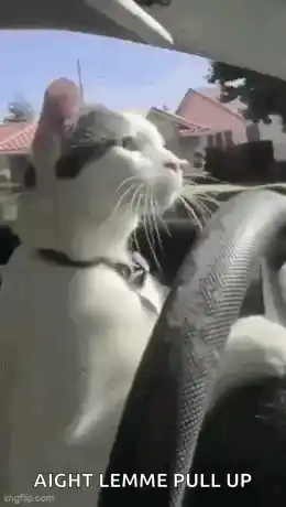 Cat Funny