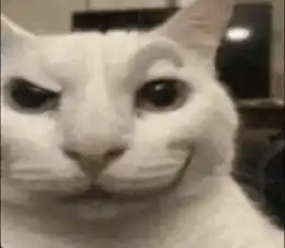 Funny Cat Transforms to Horrified Meme