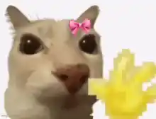 Cat Hello