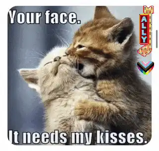 Funny Kittens Kissing Meme