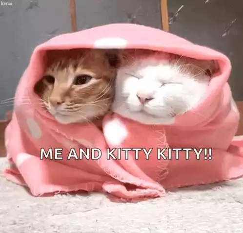 Cute Cats Wrapped in Blanket