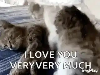Cat Love