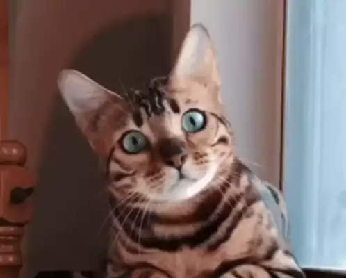 Curious Bengal Cat Love Cutie