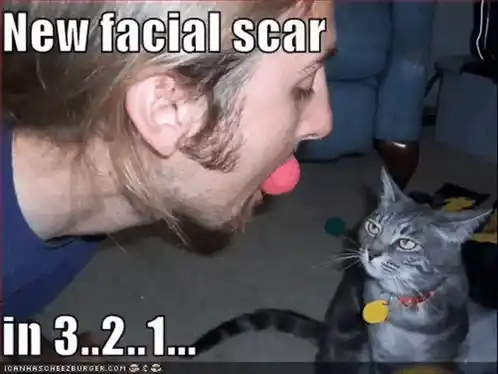 Funny Cat Memes Slideshow: Lolcats & I Can Has Cheezeburger