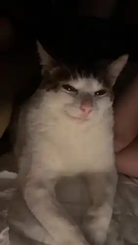 Smart Smiley Cat: Ismaili Cat