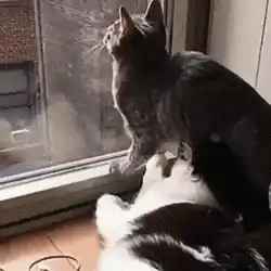 Cats Playfully Smothering