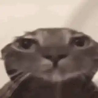 Funny Cat Stare Meme