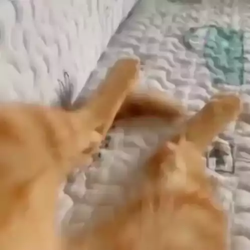 Cats Stretching Paws on Bed