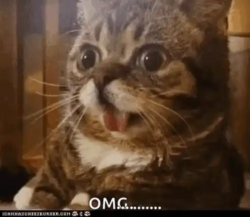 Cats Animals