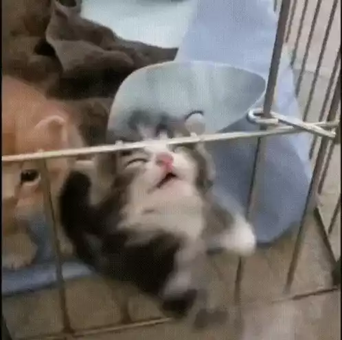Loud Meowing Kitten in Cage