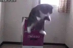 Cats On Cats Shopping Fun