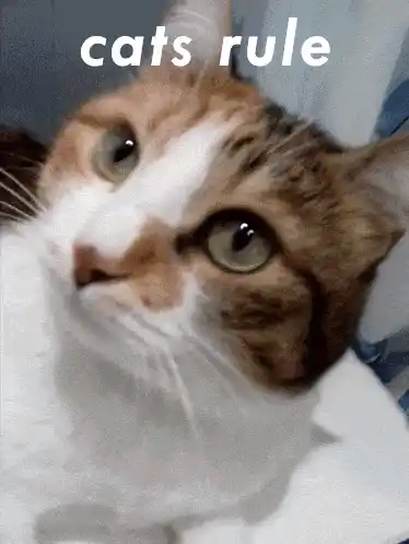 Cats Cats Rule