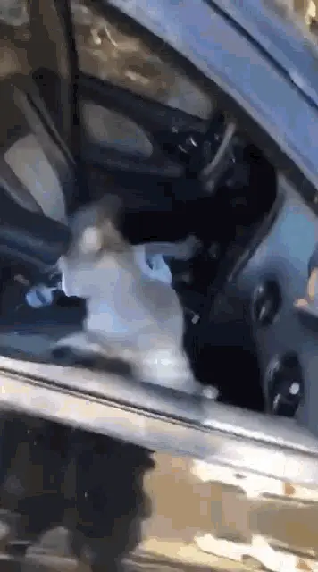 Crazy Cats Running Wild in Car
