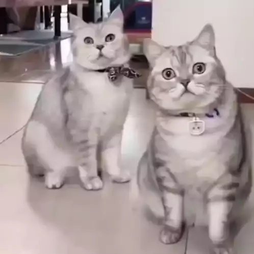 Two Cats React with Surprise