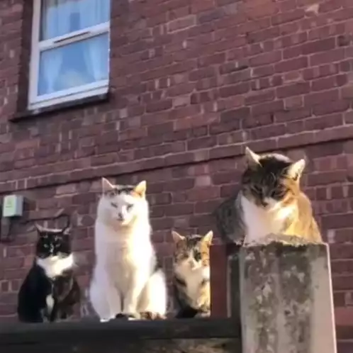 Four Cats Watching Intently