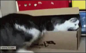 Cats in a Box