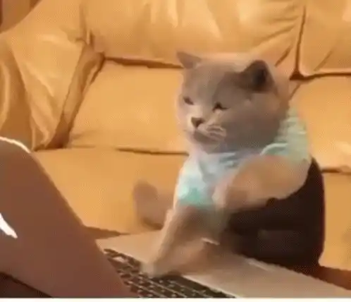 Cats Typing on Laptops