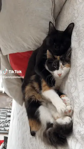 Adorable Cats Cuddling and Yawning