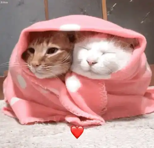 Cute Cats Cuddling in Pink Blanket
