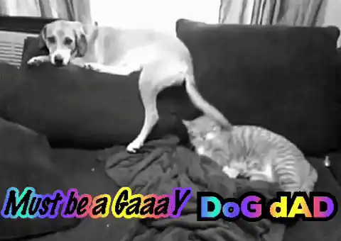 Cute Dog and Cat on Couch with Funny Text