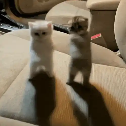 Cats Dance Ai Cat Kitty Car Dancing Cool Funny Gif Every Day