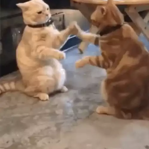 Silly Cats Play Fighting