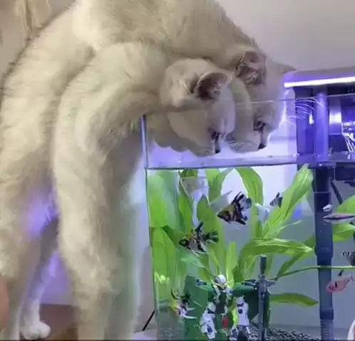 Curious Cats Watch & Drink from Aquarium