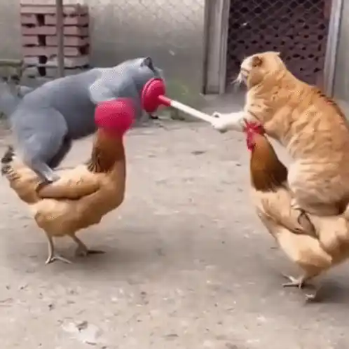 Cats Driving Cat Laughing Meme
