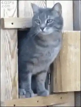 Cats Excuse Me: Kitten's Surprise Appearance