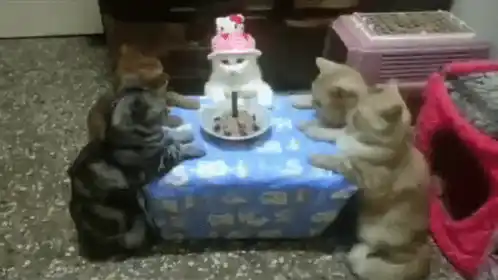 Cats Celebrate Birthday with Hello Kitty Hat