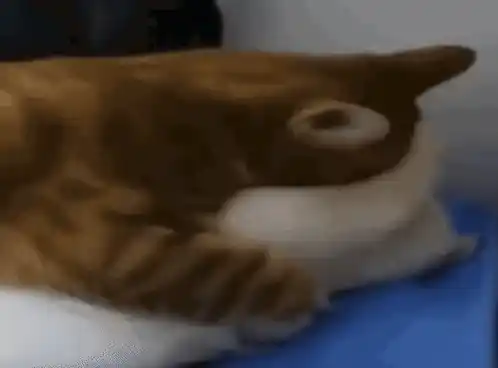 Funny Cats Kissing