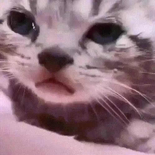 Cats Kitten