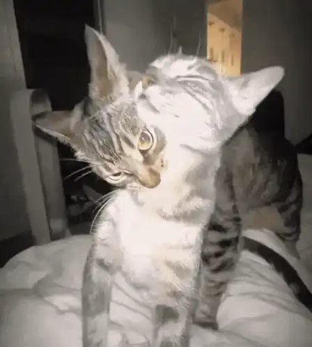 Cats Kitties