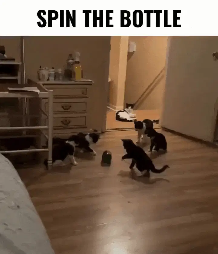 cats spinning the bottle