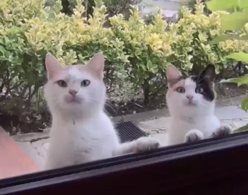 Curious Cats Stare Out Window
