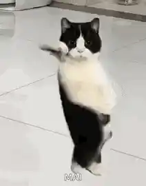 Dancing Black and White Cat Celebration