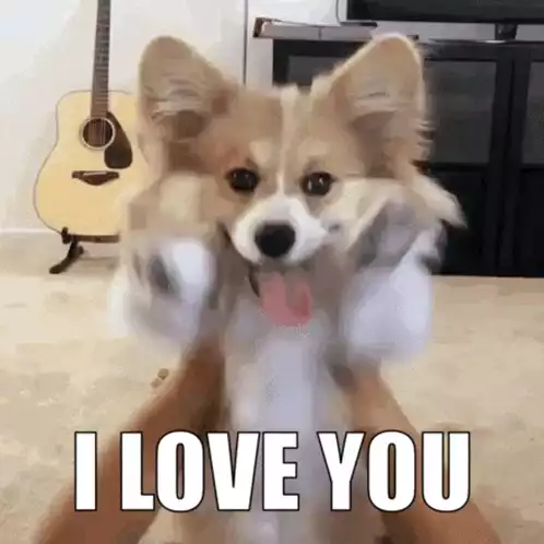Cute Corgi Says 'I Love You'