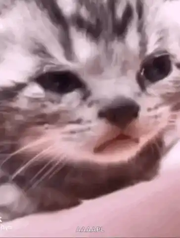 Crying Sad Kitten