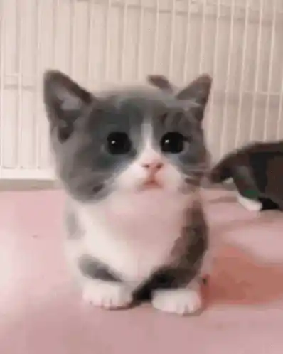 Cute Silly Kitten Makes Funny Faces