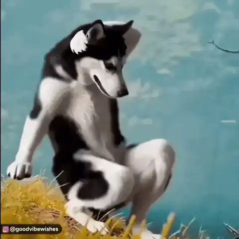 Dance Husky