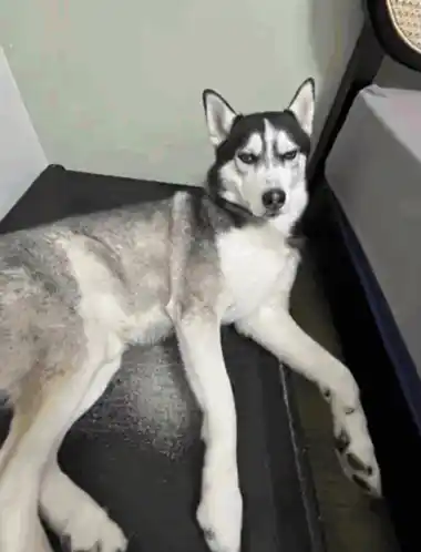 Funny Husky Dog Dancing on Treadmill