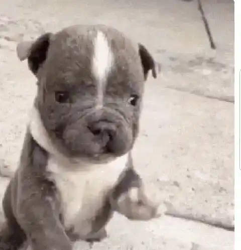 Cute Puppy Waving Hello